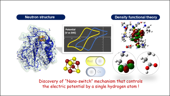 Elucidating the redox potential regulation mechanism common to all living organisms by an 