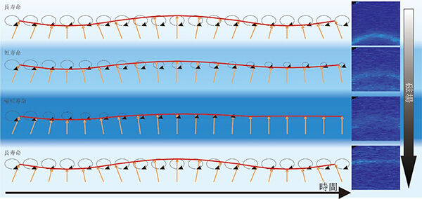 量子磁性体のスピン波寿命を磁場で制御することに成功<br />- スピン流制御のスイッチデバイスの可能性 -　