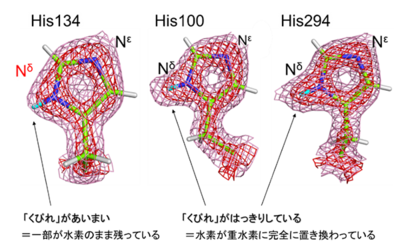 fig5_134番目のヒスチジン(His134)は強固な水素結合を有する