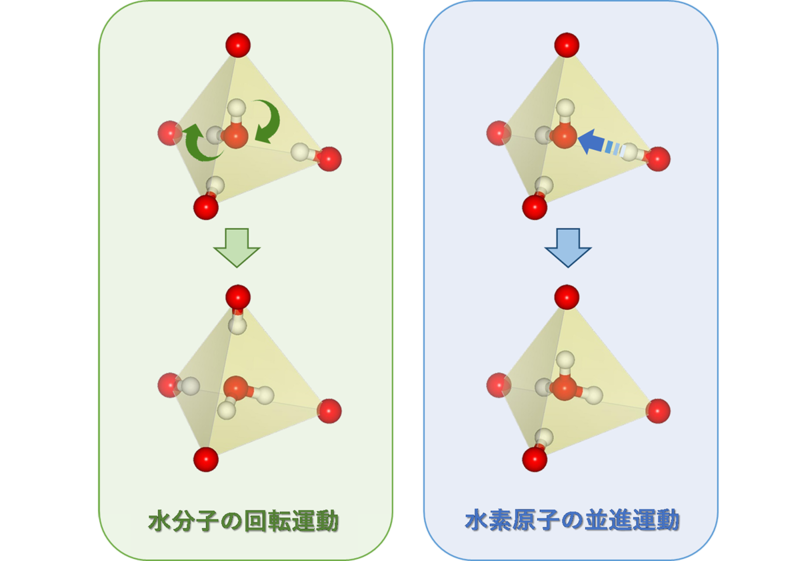 水分子の回転運動（左）と水素原子の隣の酸素原子への並進運動（右）の模式図