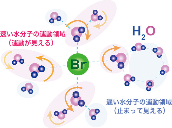イオン周りの水分子は水素結合を素早く組み替えていた<br />ｰ 水和物結晶中の水分子の運動を中性子で観測 -